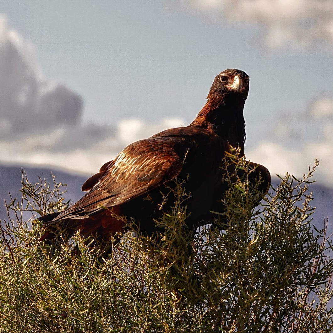 Flinders Ranges tours eagle