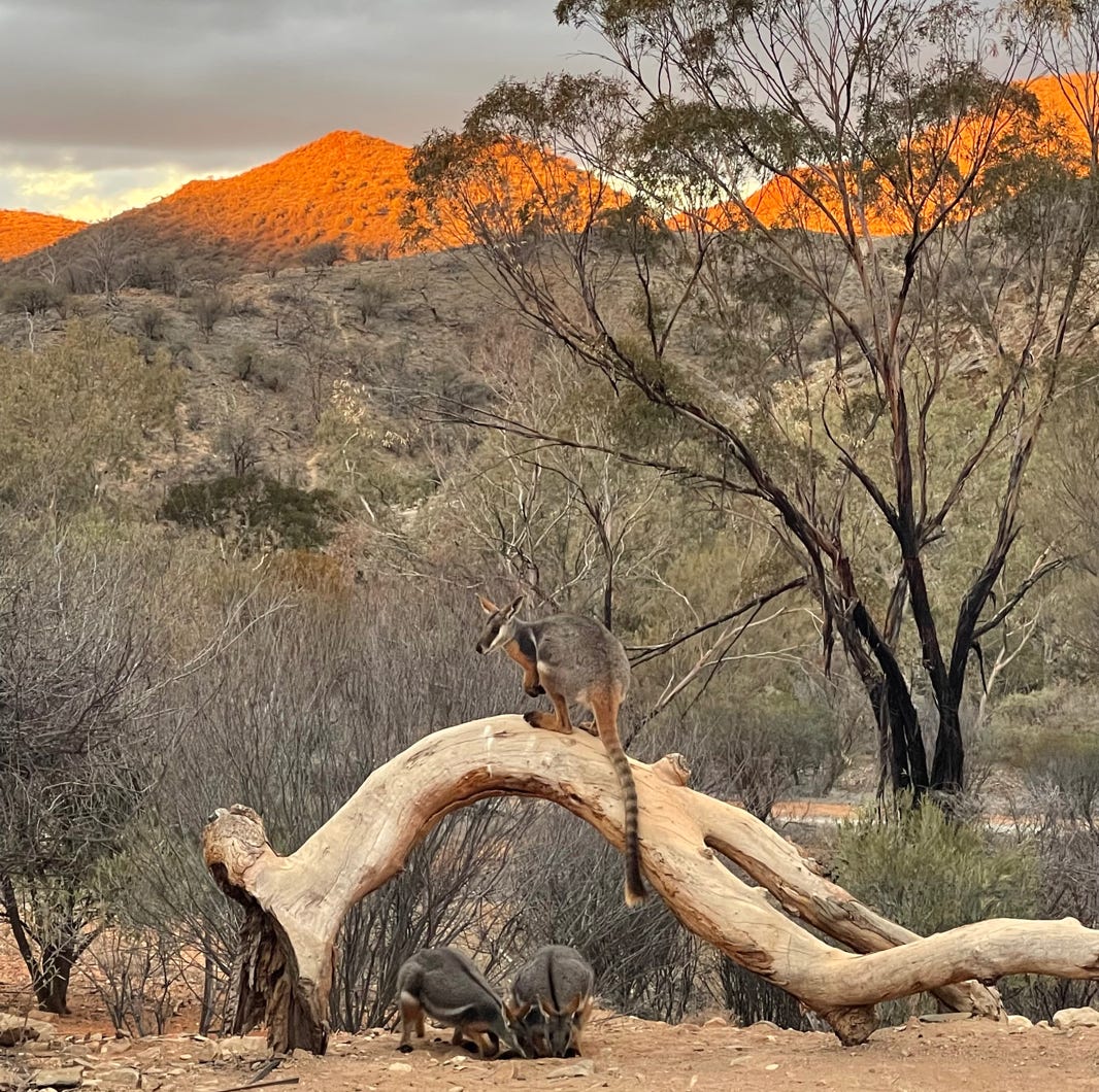 Flinders Ranges Tours Arkaroola