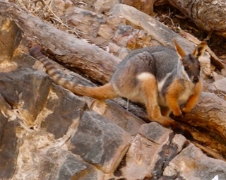 Flinders Ranges Day Tours