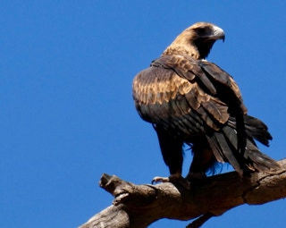 Flinders Ranges 4wd Tours Wedgetail Eagle