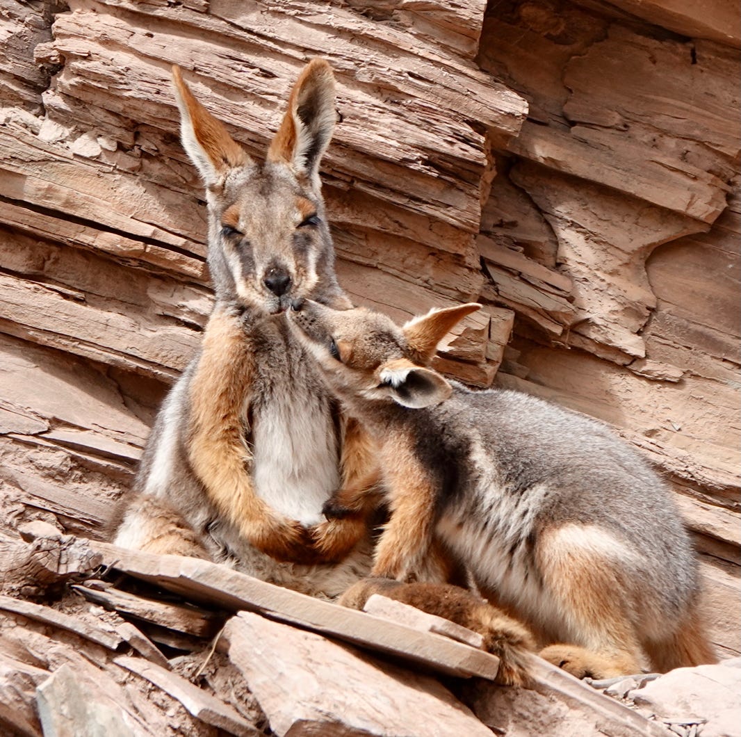 Flinders Ranges tours yellow footed rock wallaby