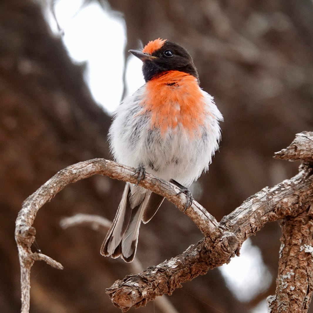 Flinders Ranges Day Tours seeing a red capped robin