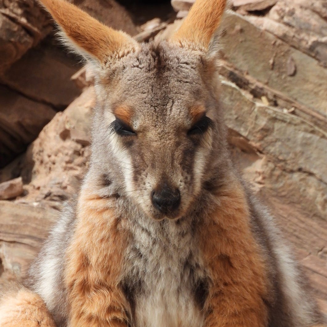 Flinders Ranges tours yellow footed rock wallaby