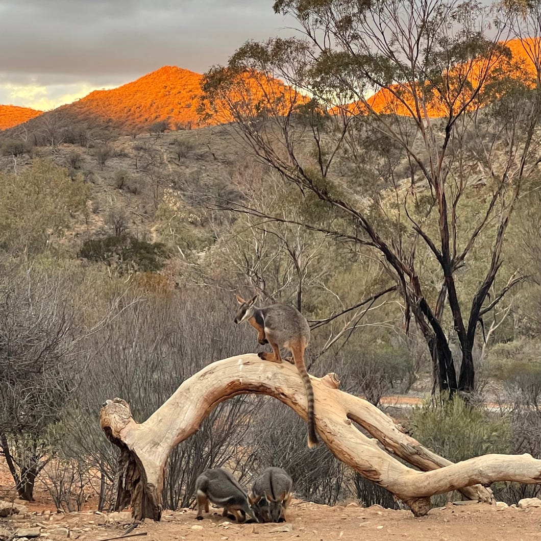 Flinders Ranges Tours Arkaroola, yellow footed rock wallaby